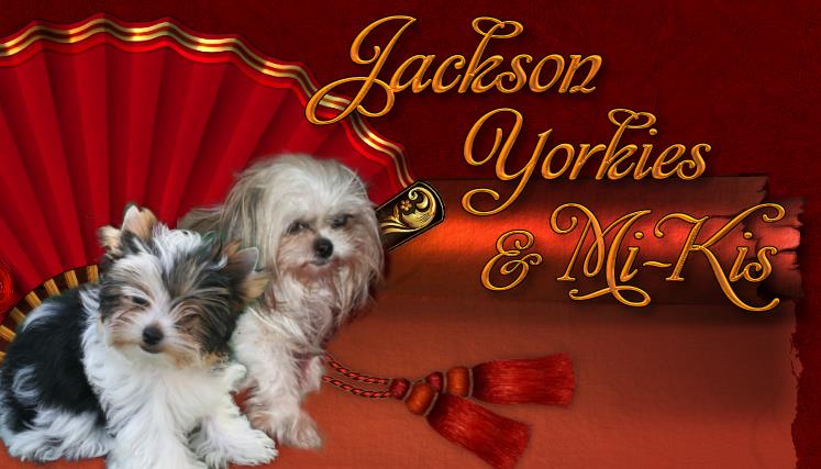 Jackson Yorkies & Mi-Kis